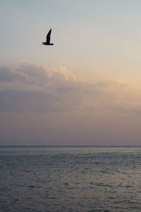 Bird flying over sea against sky during sunset