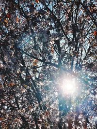 Low angle view of sunlight streaming through tree