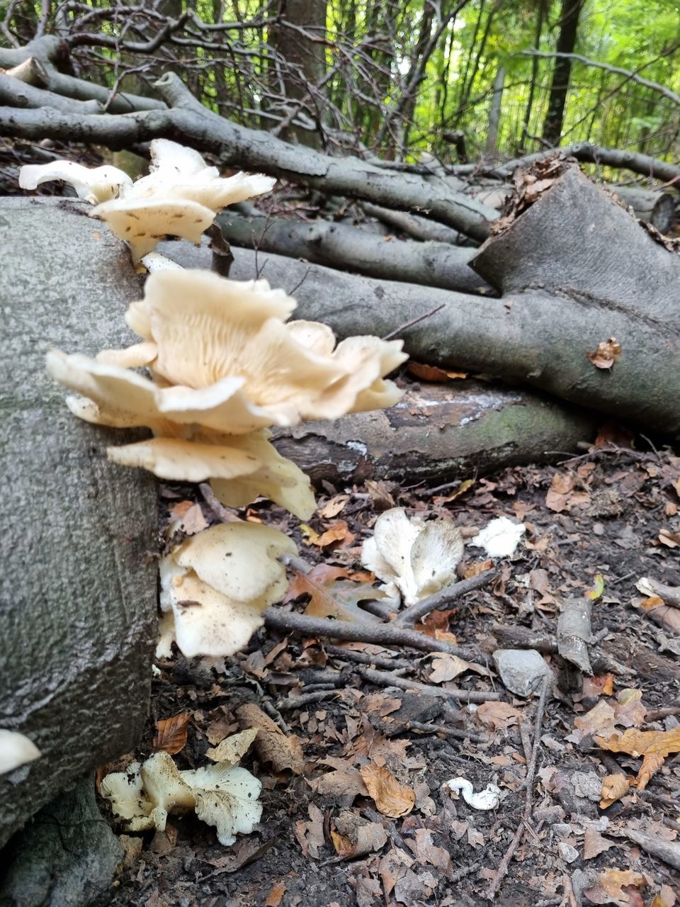 CLOSE-UP OF MUSHROOM GROWING ON TREE TRUNK