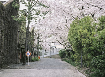 Trees growing by road