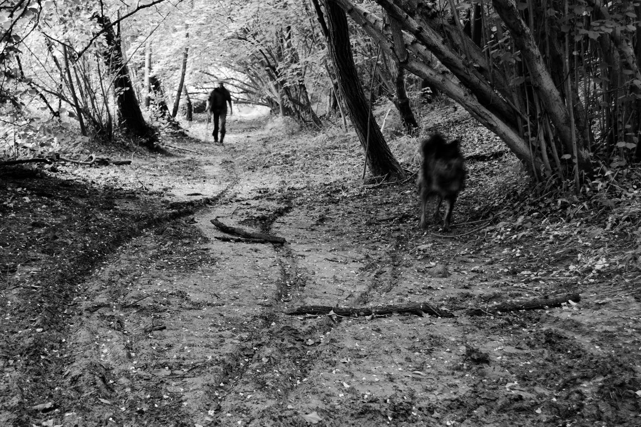 MAN WALKING DOG IN FOREST