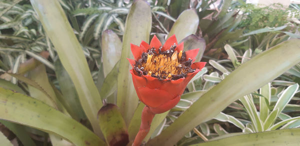 Close-up of butterfly pollinating on flower