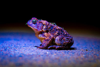 Close-up of frog