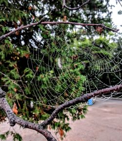 Close-up of spider on web against plants