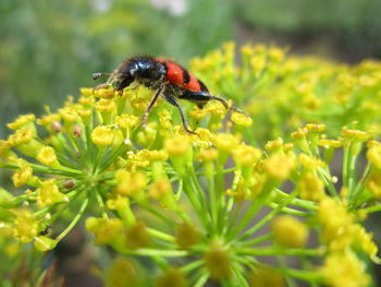 Close-up of ladybug on yellow flower