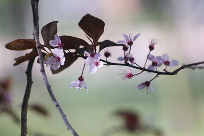 Close-up of cherry blossom plant