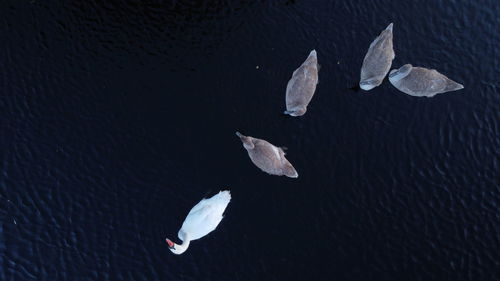 Top view of swimming swans in the lake, photo from quadcopter, two adult birds with children