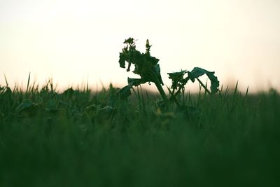 Plants on field against sky