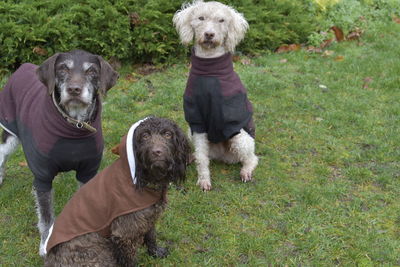 Portrait of dogs on field