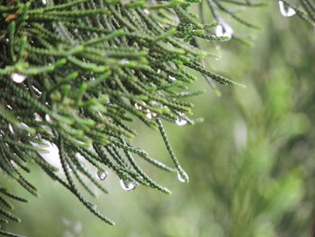 Close-up of raindrops on pine tree