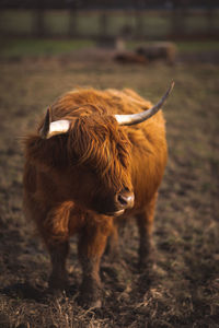 Cow standing on field