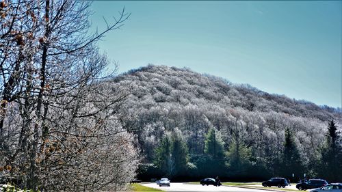 Panoramic shot of road amidst trees against clear sky