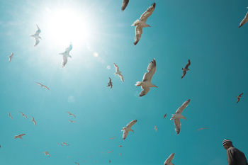 FLOCK OF BIRDS FLYING AGAINST BLUE SKY