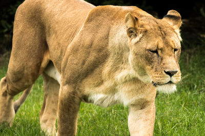 Lioness on grassy field