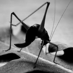 Close-up of insect