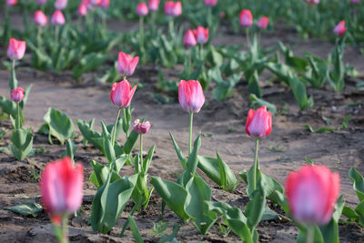 Close-up of pink tulips