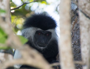 An african colobus monkey hiding in the tree