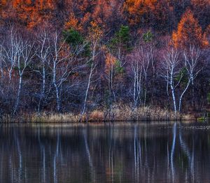 Scenic view of lake in forest during autumn