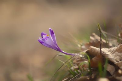 Close-up of purple crocus flowers on field