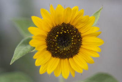 Close-up of sunflower