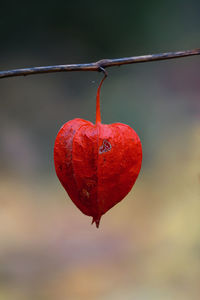 Close-up of red heart shape hanging on twig