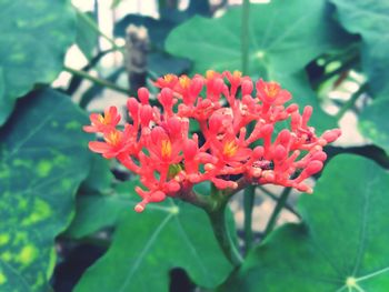 Close-up of red flowering plant