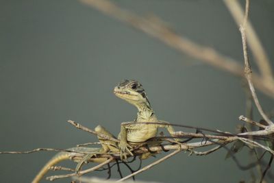 Close-up of lizard on twig