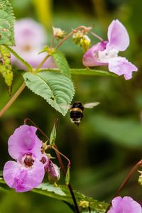 Close-up of insect on pink flowering plant