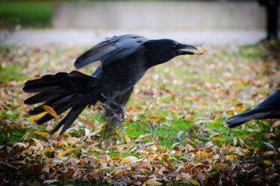 Close-up of bird perching on ground