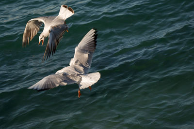 Seagulls flying over sea