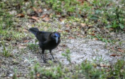 Dog standing on grassy field