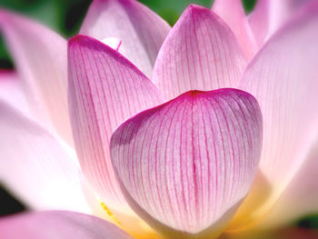 Close-up of pink water lily