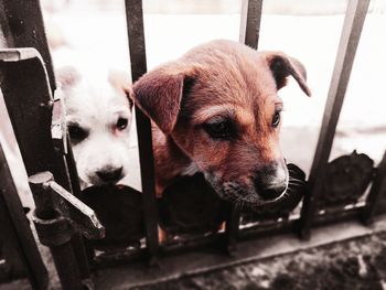 Close-up portrait of a dog