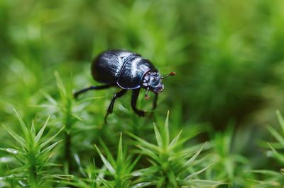 Close-up of insect on plant in forest