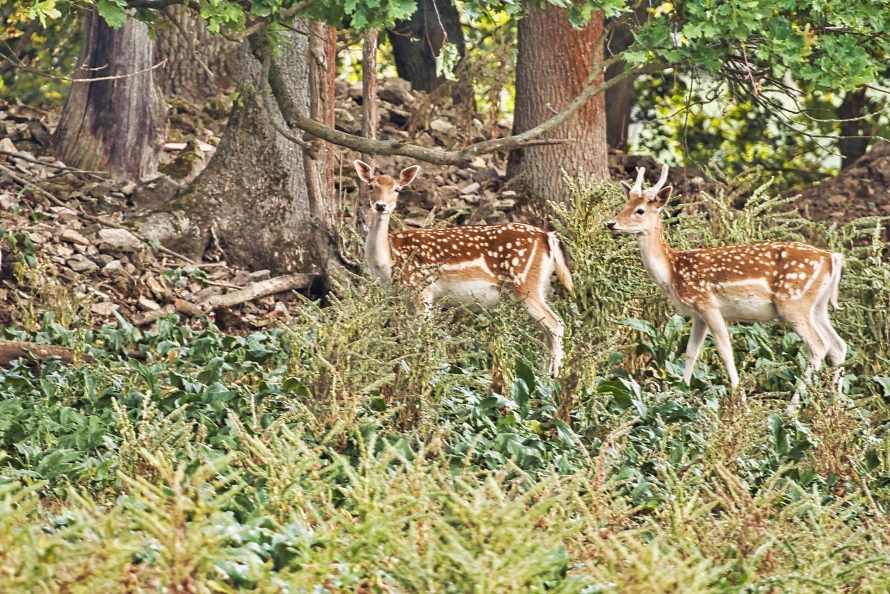 VIEW OF TWO ANIMALS IN FOREST