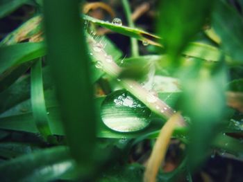 Close-up of fresh green grass