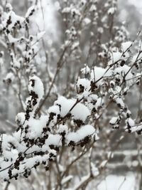Close-up of snow covered tree