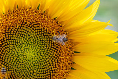 Close-up of insect on sunflower