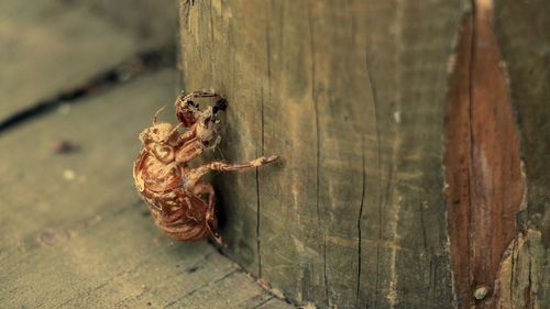 Close-up of fallen leaf