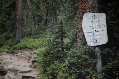 Wooden national forest sign alongside a hiking trail through the trees