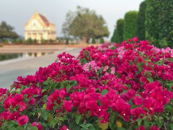 Close-up of pink flowers blooming outdoors