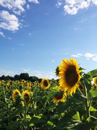 Sunflower blooming in field