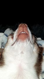 Close-up of dog sleeping