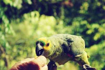 Close-up of parrot perching on hand