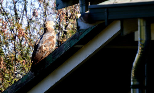 Close-up of bird perching on tree