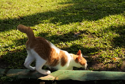 Cat relaxing on field