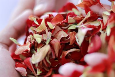 Close-up of red chili flowers