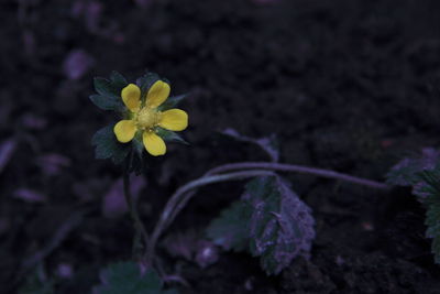 Close-up of yellow flowering plant