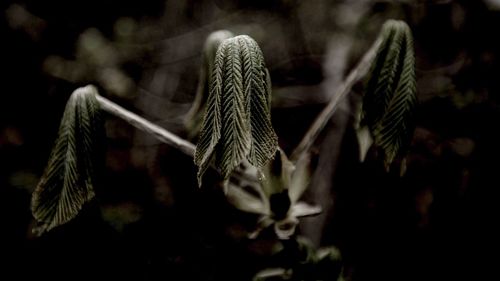 Close-up of flowering plant