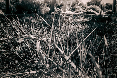 Plants growing on field